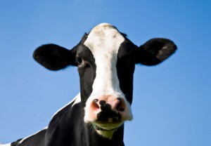 a-dairy-cow