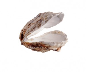 oyster-shell