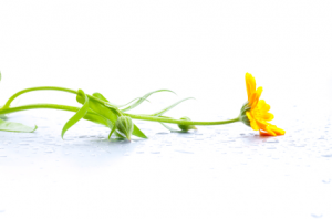 Marigold_lying1 a-marigold-flower